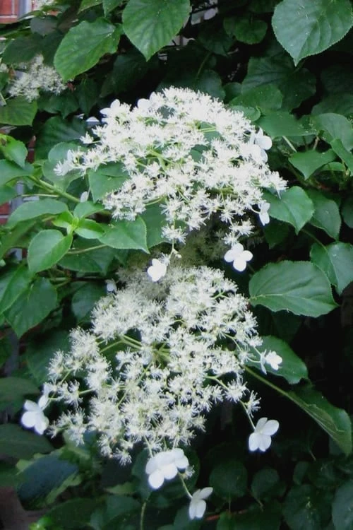 Climbing Hydrangea 'Petiolaris' - 1 Gallon Pot 1 Climbing Hydrangea 'Petiolaris' - 1 Gallon Pot