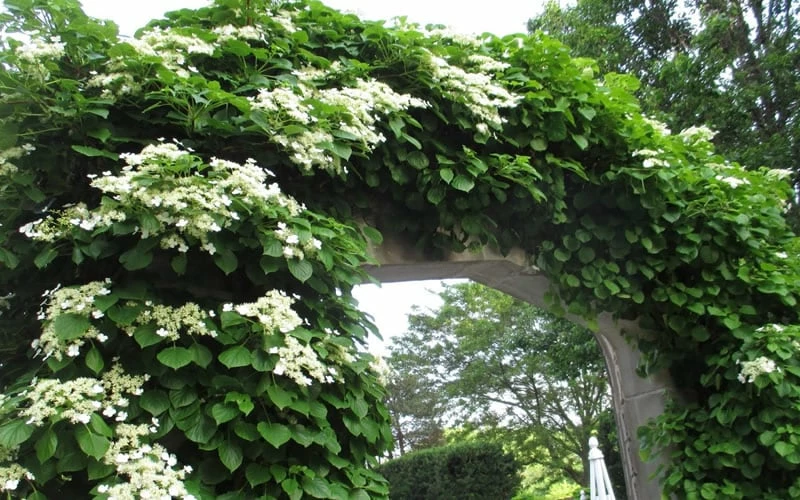 Climbing Hydrangea 'Petiolaris' - 2 Gallon Pot 9 Climbing Hydrangea 'Petiolaris' - 2 Gallon Pot - Image 9