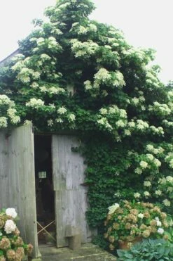 Climbing Hydrangea 'Petiolaris' - 5 Gallon Pot -Wilson Bros Gardens Shop Hydrangea Climbing Petiolaris 15 2