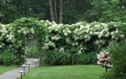 Climbing Hydrangea 'Petiolaris' - 5 Gallon Pot -Wilson Bros Gardens Shop Hydrangea Climbing Petiolaris 16 2