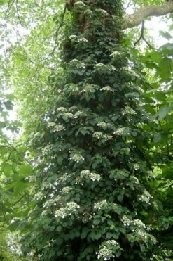 Climbing Hydrangea 'Petiolaris' - 1 Gallon Pot (2.5-3') -Wilson Bros Gardens Shop Hydrangea Climbing Petiolaris 8 1