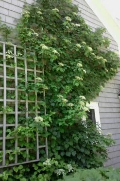 Climbing Hydrangea 'Petiolaris' - 2 Gallon Pot 21 Climbing Hydrangea 'Petiolaris' - 2 Gallon Pot -Wilson Bros Gardens Shop Hydrangea Climbing Petiolaris 9 3