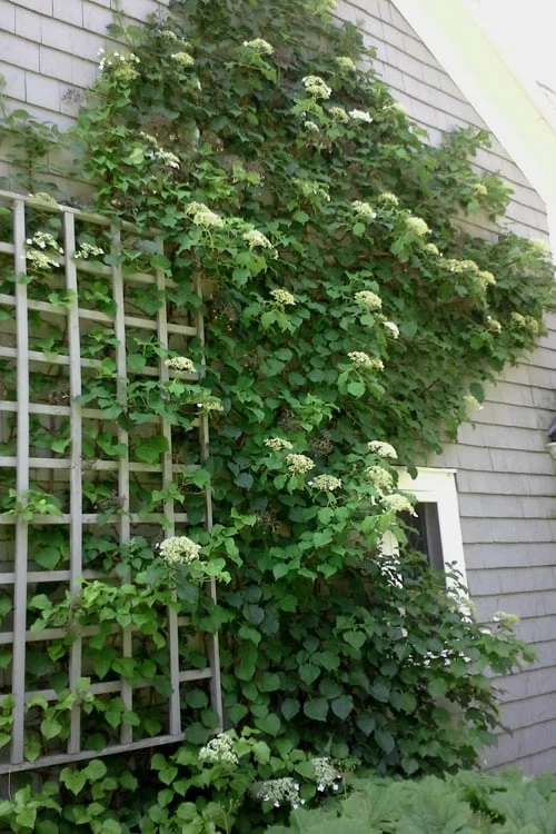 Climbing Hydrangea 'Petiolaris' - 2 Gallon Pot 11 Climbing Hydrangea 'Petiolaris' - 2 Gallon Pot - Image 11