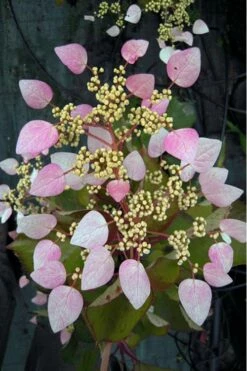 Roseum Pink Climbing Hydrangea - Schizophragma Hydrangeoides - 3 Gallon Pot