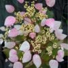Pink Climbing Hydrangea - Schizophragma Hydrangeoides`Roseum' - 2 Gallon Pot