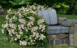 Roseum Pink Climbing Hydrangea - Schizophragma Hydrangeoides - 3 Gallon Pot -Wilson Bros Gardens Shop Hydrangea Climbing Pink 14 1