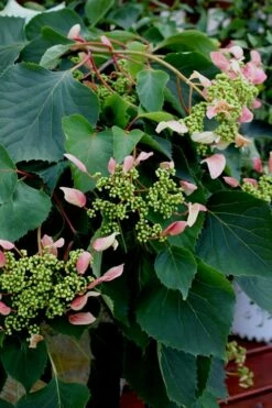 Rose Sensation Pink Climbing Hydrangea Vine - 3 Gallon Pot -Wilson Bros Gardens Shop Hydrangea Climbing Rose Sensation 2