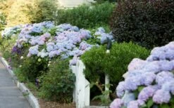 Dear Dolores Hydrangea - 3 Gallon Pot -Wilson Bros Gardens Shop Hydrangea Dear Dolores Garden Planting