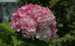 Dear Dolores Hydrangea - 2 Gallon Pot -Wilson Bros Gardens Shop Hydrangea Dear Dolores Pink 1