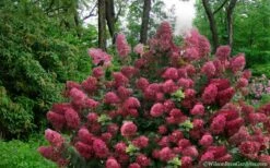 Diamond Rouge Hydrangea - 3 Gallon Pot -Wilson Bros Gardens Shop Hydrangea Diamond Rouge5