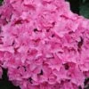 Double Delights Perfection Hydrangea - 2 Gallon Pot