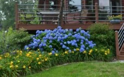 Nantucket Blue Hydrangea - 3 Gallon Pot -Wilson Bros Gardens Shop Hydrangea Endless Summer Landscape 4
