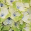 Everlasting Noblesse Hydrangea - 3 Gallon Pot