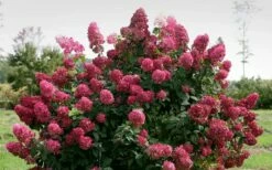 Fire Light Hydrangea - 3 Gallon Pot -Wilson Bros Gardens Shop Hydrangea Fire Light 1