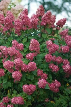 Fire Light Hydrangea - 3 Gallon Pot -Wilson Bros Gardens Shop Hydrangea Fire Light 2