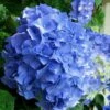 Glory Blue Hydrangea - 3 Gallon Pot