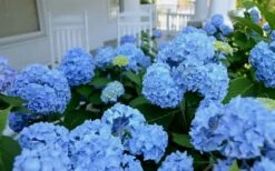 Nikko Blue Hydrangea - 1 Gallon Pot -Wilson Bros Gardens Shop Hydrangea Glory Blue Shrub 2