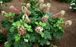 Jetstream Oakleaf Hydrangea - 3 Gallon Pot -Wilson Bros Gardens Shop Hydrangea Jetstream 5