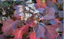 Jetstream Oakleaf Hydrangea - 3 Gallon Pot -Wilson Bros Gardens Shop Hydrangea Jetstream 6
