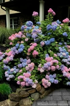 L.A. Dreamin' Hydrangea - 2 Gallon Pot -Wilson Bros Gardens Shop Hydrangea LA Dreamin 5