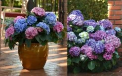 L.A. Dreamin Hydrangea - 3 Gallon Pot -Wilson Bros Gardens Shop Hydrangea LA Dreamin Blooms 2 1