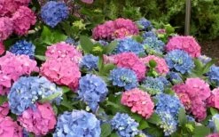 L.A. Dreamin' Hydrangea - 2 Gallon Pot -Wilson Bros Gardens Shop Hydrangea LA Dreamin Blooms