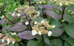 Lady In Red Hydrangea - 3 Gallon Pot -Wilson Bros Gardens Shop Hydrangea Lady In Red Budded