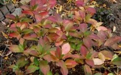 Lady In Red Hydrangea - 3 Gallon Pot -Wilson Bros Gardens Shop Hydrangea Lady In Red Fall Foliage Leaf Color
