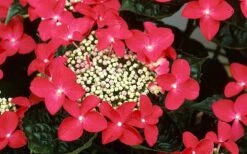 Lady In Red Hydrangea - 3 Gallon Pot -Wilson Bros Gardens Shop Hydrangea Lady In Red Flower Closeup