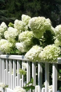 Limelight PeeGee Hydrangea - 6 Pack Of 1 Gallon Pots -Wilson Bros Gardens Shop Hydrangea Limelight 21