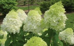 Limelight PeeGee Hydrangea - 6 Pack Of 1 Gallon Pots -Wilson Bros Gardens Shop Hydrangea Limelight Flowers