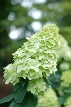 Limelight Prime Hydrangea - 3 Gallon Pot -Wilson Bros Gardens Shop Hydrangea Limelight Prime 1 1