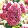 Limelight Prime Hydrangea - 3 Gallon Pot