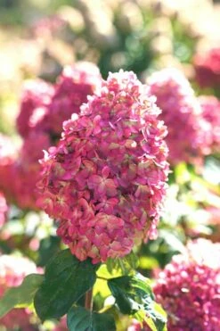 Limelight Prime Hydrangea - 3 Gallon Pot