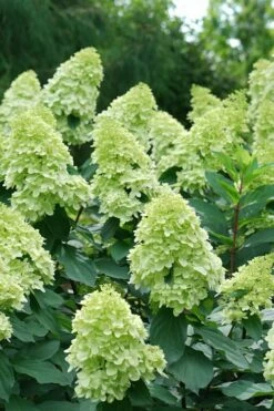 Limelight Prime Hydrangea - 3 Gallon Pot -Wilson Bros Gardens Shop Hydrangea Limelight Prime 4 1