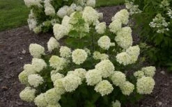 Little Lime Hydrangea - 6 Pack Of 1 Gallon Pots -Wilson Bros Gardens Shop Hydrangea Little Lime 1 3