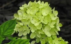 Little Lime Hydrangea - 6 Pack Of 1 Gallon Pots -Wilson Bros Gardens Shop Hydrangea Little Lime 4