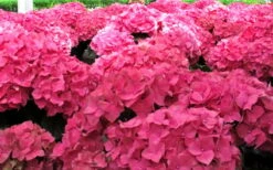 Merritts Supreme Hydrangea - 1 Gallon Pot -Wilson Bros Gardens Shop Hydrangea Merrits Supreme Pink 12 1
