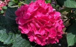 Merritts Supreme Hydrangea - 1 Gallon Pot -Wilson Bros Gardens Shop Hydrangea Merrits Supreme Pink 13 1