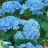 Mini Penny Hydrangea - 1 Gallon Pot