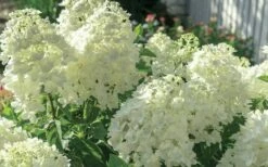 Moon Dance Hydrangea - 3 Gallon Pot -Wilson Bros Gardens Shop Hydrangea Mood Dance 4 1