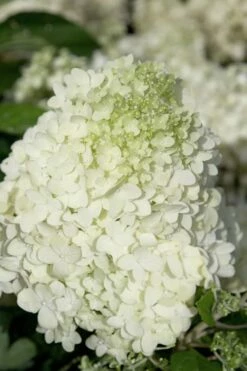Moon Dance Hydrangea - 3 Gallon Pot -Wilson Bros Gardens Shop Hydrangea Moon Dance 2 1