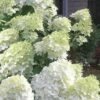 Moon Dance Hydrangea - 3 Gallon Pot