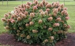 Munchkin Dwarf Oakleaf Hydrangea - 2 Gallon Pot -Wilson Bros Gardens Shop Hydrangea Munchkin 1