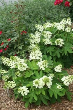 Munchkin Dwarf Oakleaf Hydrangea - 3 Gallon Pot -Wilson Bros Gardens Shop Hydrangea Munchkin 11 2