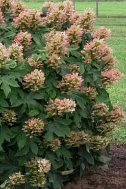 Munchkin Dwarf Oakleaf Hydrangea - 1 Gallon Pot -Wilson Bros Gardens Shop Hydrangea Munchkin 500x750 1
