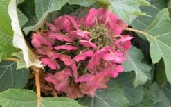 Munchkin Dwarf Oakleaf Hydrangea - 2 Gallon Pot -Wilson Bros Gardens Shop Hydrangea Munchkin Bloom Closeup 1
