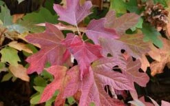 Munchkin Dwarf Oakleaf Hydrangea - 2 Gallon Pot -Wilson Bros Gardens Shop Hydrangea Munchkin Fall Foliage 1