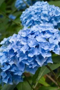 Nikko Blue Hydrangea - 1 Gallon Pot -Wilson Bros Gardens Shop Hydrangea Nikko Blue 10