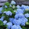 Nikko Blue Hydrangea - 3 Gallon Pot